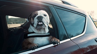 Ford выяснил, что каждый третий водитель не соблюдает меры безопасности при перевозке собак